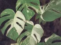 betegségek monstera