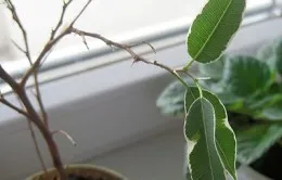 Ficus benjamina betegség kezelés