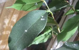 Ficus benjamina betegség kezelés