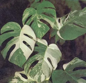 betegségek monstera