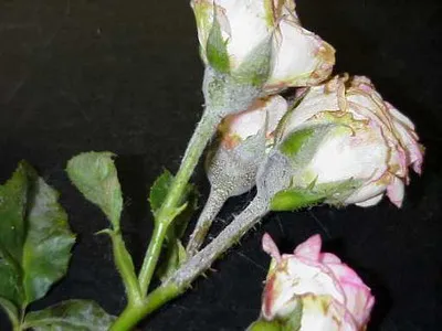 Betegségek rózsa - fekete folt, lisztharmat, rozsda rózsák és kezelésük