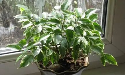 Ficus benjamina betegség kezelés