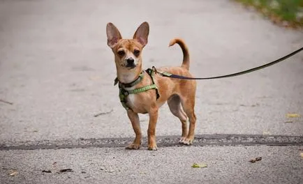 Terhesség tart sokkal Chihuahua, túrák, tünetek