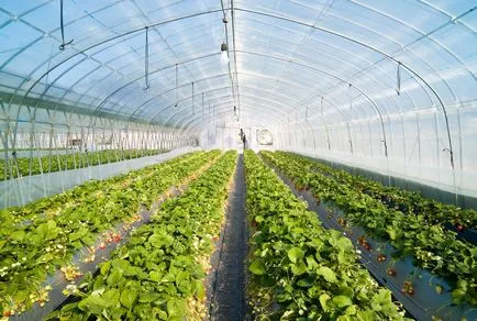 Plan de afaceri pentru creștere căpșuni în sere randamentele pe tot parcursul anului, video și profitabilitatea ca