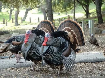 Üzleti terv tenyésztés pulyka 