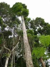 Brazil dió - hasznos tulajdonságai