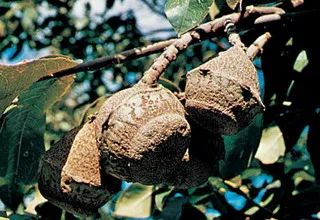 Brazil dió és hasznos tulajdonságait a készítmény, kalorikus értéke, előnyei és hátrányai a brazil dió