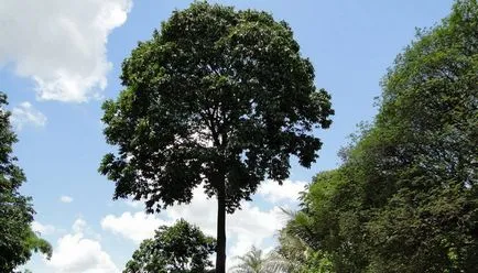 Brazil dió és hasznos tulajdonságait a készítmény, kalorikus értéke, előnyei és hátrányai a brazil dió