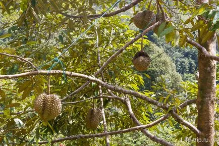 Az illata Durian, és hogyan van