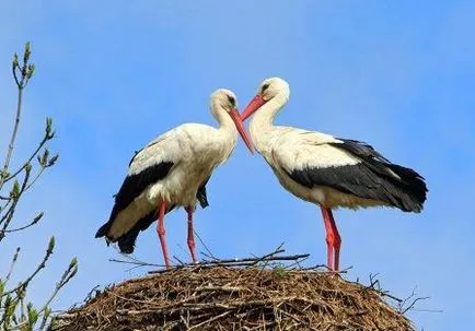 Care este diferența de macara, Heron și barza