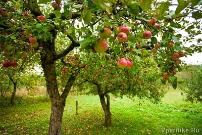 Ce se întâmplă dacă copac este prea îngropat