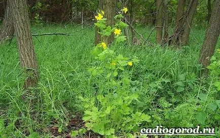 жълтурчета завод