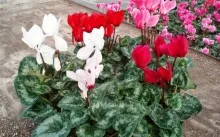 Cyclamen din cultivarea semințelor în casă - plantare și îngrijire, video și fotografii