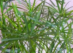 Tsiperus - száraz levélcsúcsaiból