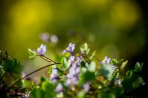 Mama a mii, plante coș, flori de vis