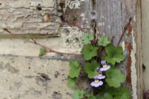 Mama a mii, plante coș, flori de vis