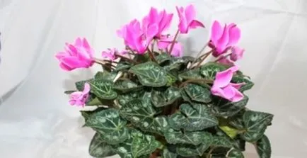 Cyclamen de îngrijire la domiciliu