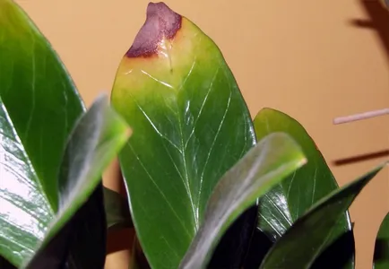 Flower Zamioculcas - ingrijire la fotografii de acasă, video