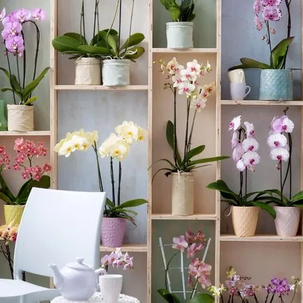 firma decorum, Phalaenopsis, producție, producție, marca