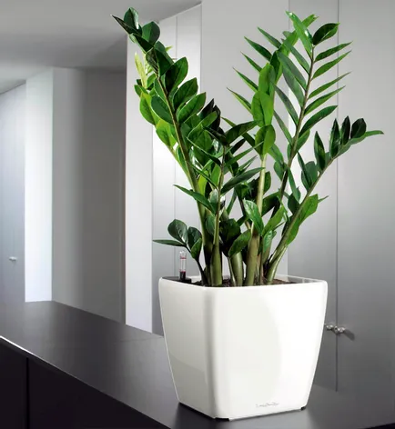 Flower Zamioculcas - ingrijire la fotografii de acasă, video