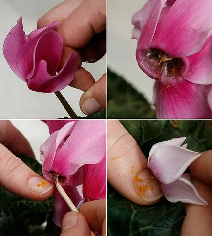 Cyclamen din cultivarea semințelor în casă - plantare și îngrijire, video și fotografii