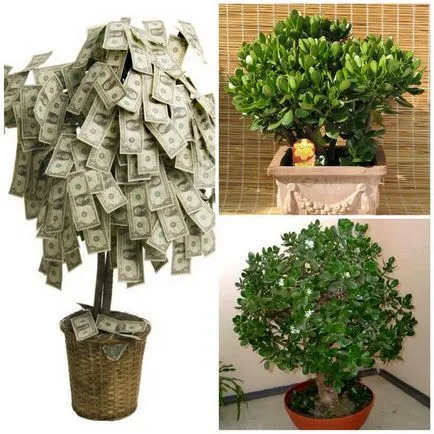 Пари дърво - талисман на богатството