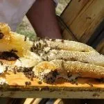 Vad méz és a gyűjtemény a hasznos tulajdonságok, jellemzők az erdei méz a vadon élő méhek