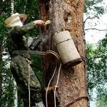 Vad méz és a gyűjtemény a hasznos tulajdonságok, jellemzők az erdei méz a vadon élő méhek