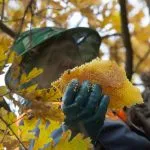 Wild miere și colecția sa de proprietăți utile, caracteristicile mierii de pădure de albine sălbatice