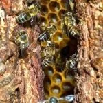 Vad méz és a gyűjtemény a hasznos tulajdonságok, jellemzők az erdei méz a vadon élő méhek