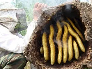 Wild miere și colecția sa de proprietăți utile, caracteristicile mierii de pădure de albine sălbatice