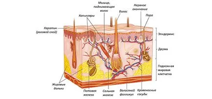 bacterii cutanate suprainfectia este văzut, metode de tratament