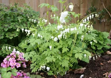 Dicentra - plantarea și îngrijirea în câmp deschis