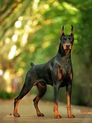 Caracteristica Doberman a rasei, descrierea, toate educație, formare, conținutul de câine