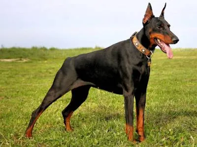 câine Doberman serios pentru oameni serioși