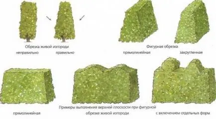 мечта градина