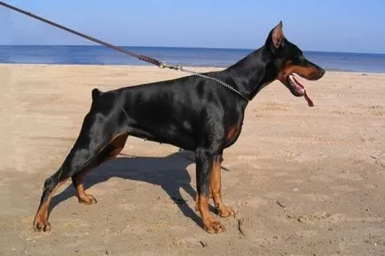 Caracteristica Doberman a rasei, descrierea, toate educație, formare, conținutul de câine