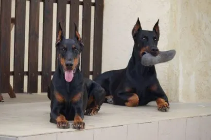 Doberman - tulajdonosai a véleménye a fajta, az érvek és ellenérvek, „hogy mancs”