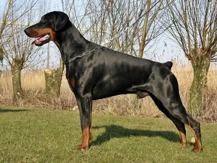 Caracteristica Doberman a rasei, descrierea, toate educație, formare, conținutul de câine