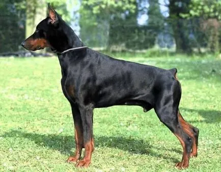 Caracteristica Doberman a rasei, descrierea, toate educație, formare, conținutul de câine