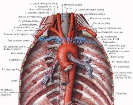 aortaív