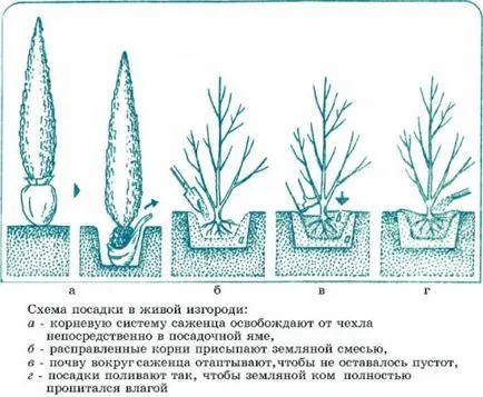 мечта градина