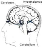 Endocrinologie si homeopatie