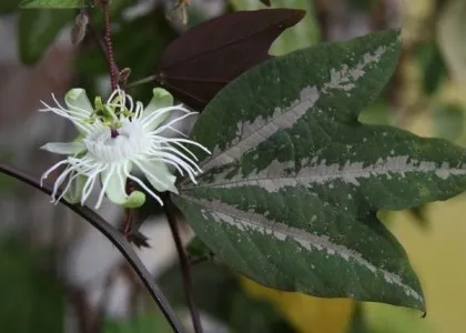 Exotic aproape - passiflorei, în apropiere de casa