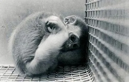 Experimentele pe maimuțe psihicului