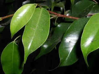 Boala benjamina Ficus