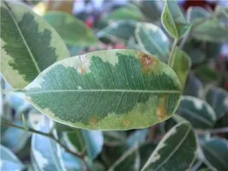 Boala benjamina Ficus