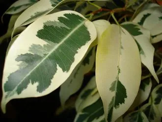 Boala benjamina Ficus