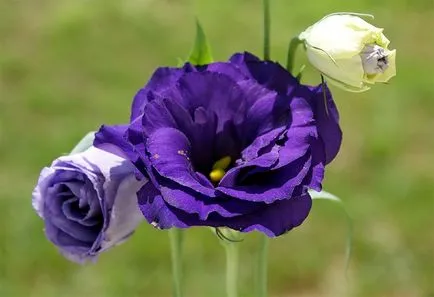 Eustoma - rózsa a szerelem