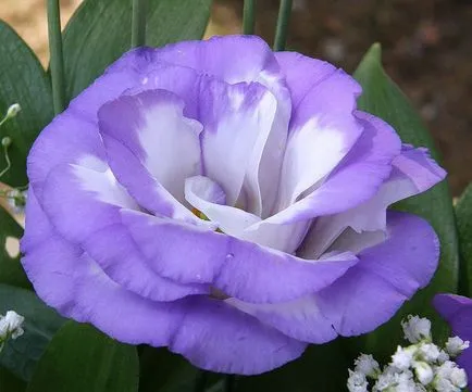 Eustoma - a crescut de dragoste